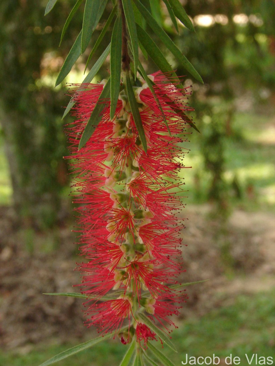 Melaleuca viminalis (Sol. ex Gaertn.) Byrnes